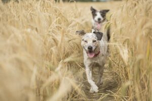 Des chiens actifs