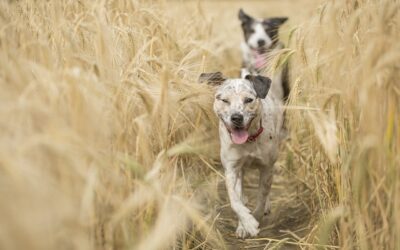 Les chiens actifs : Alimentation pour les chiens sportifs ou actifs