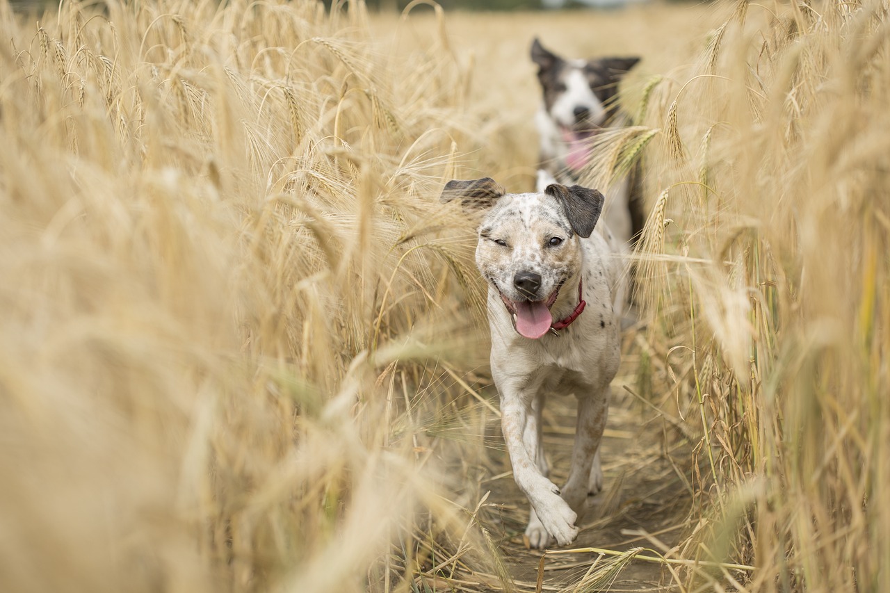 Des chiens actifs