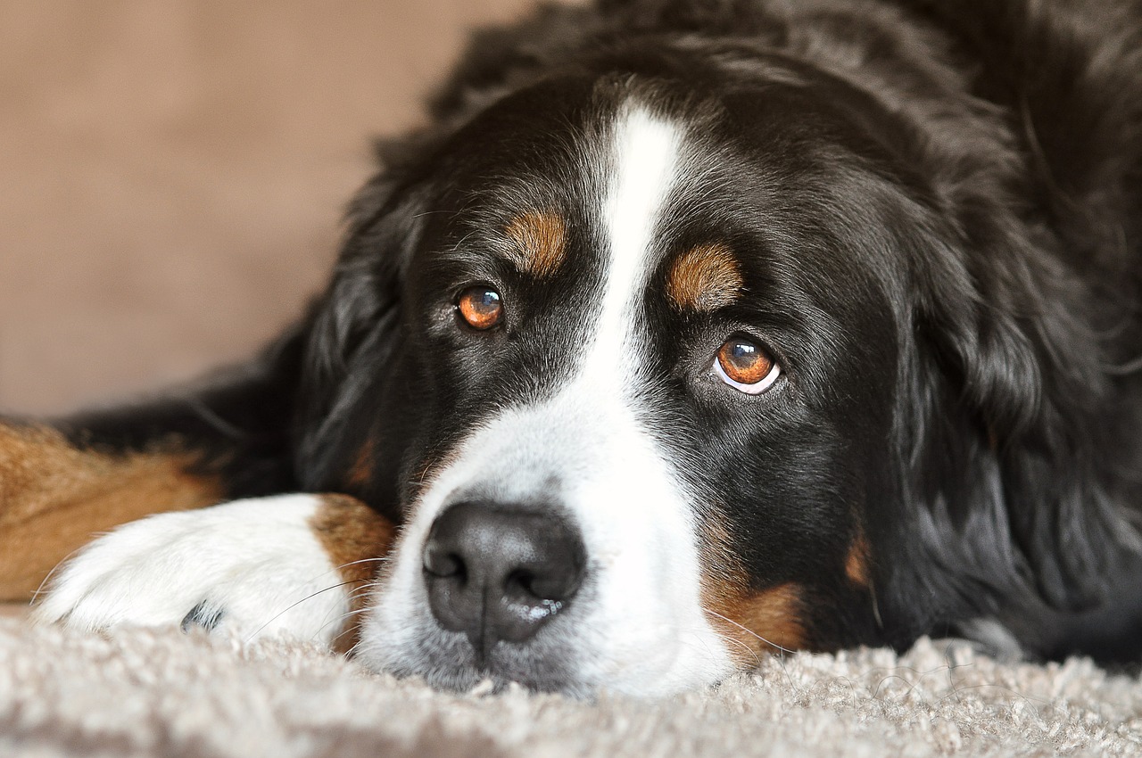 Un chien de grande race