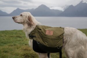Un chien de travail