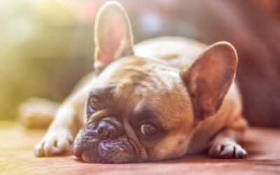 Les chiens souffrant d’allergies : Comment gérer l’alimentation des chiens souffrant d’allergies ?