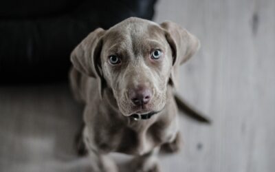 Les chiots de races spécifiques : Comment nourrir votre chiot en fonction de sa race ?