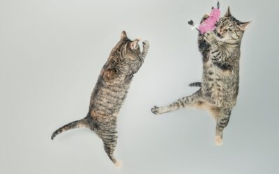 Les commandes avancées pour les chats : Comment apprendre à votre chat à sauter à travers des cerceaux ou à répondre à d’autres commandes avancées ?