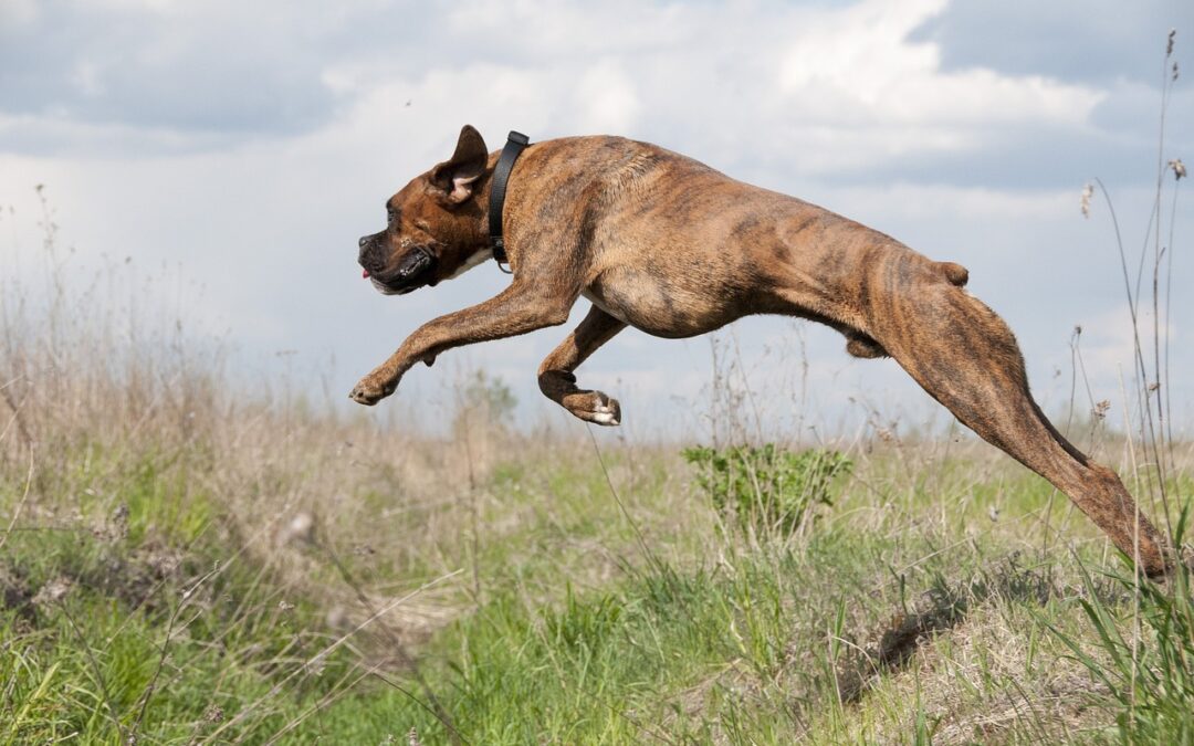 Les commandes avancées pour les chiens : Comment enseigner à votre chien des commandes plus avancées comme la marche au pied ou le saut ?