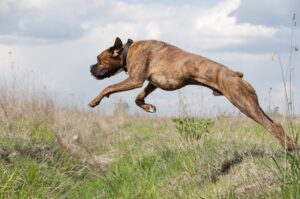 Un chien qui saute