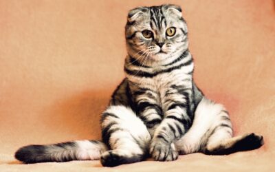 L’obéissance de base pour les chats : Comment apprendre à votre chat à répondre aux commandes simples comme « viens » ou « non » ?