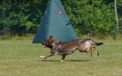 L’organisation de la compétition de formation : Comment organiser une compétition amicale entre vos animaux de compagnie ?