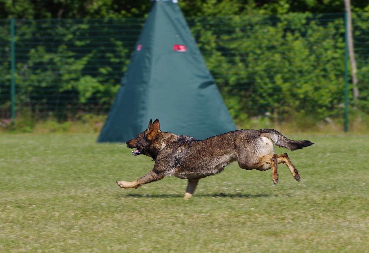 Un chien qui court