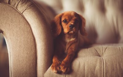 Pourquoi votre chien vous suit-il partout ?