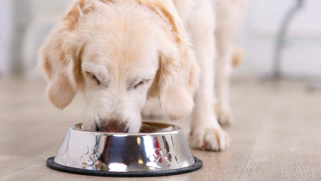 L'alimentation d'un chien