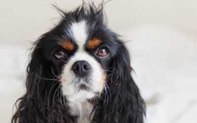 Guide pour prendre soin des poils de votre chien