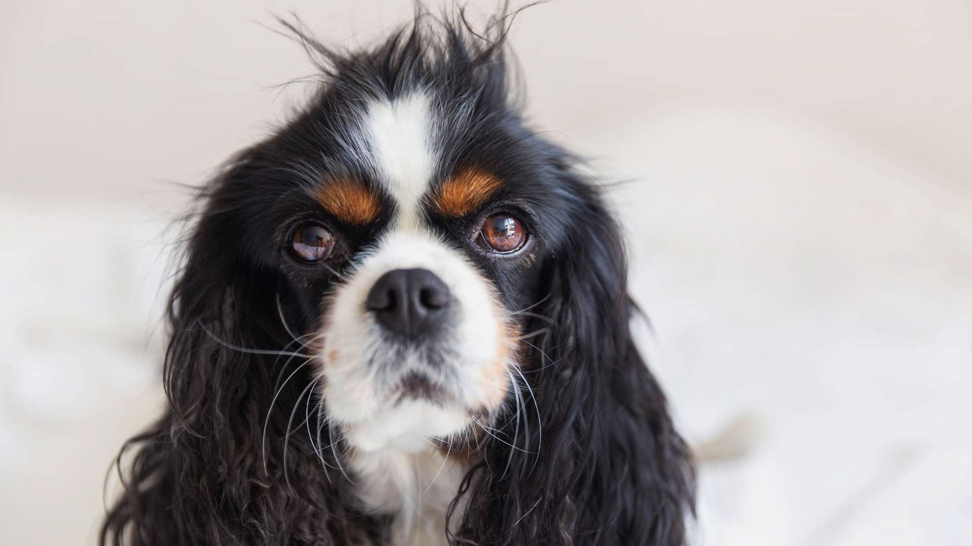 Des poils de chien