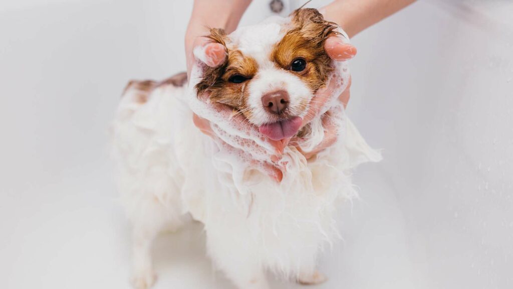 Toilettage d'un chien