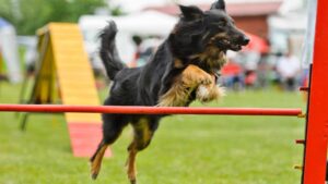exercice chien