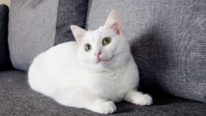 chat blanc angora turc