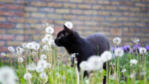 animaux dans le jardin