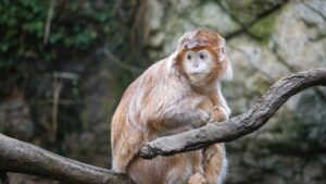 animaux en voie de disparition