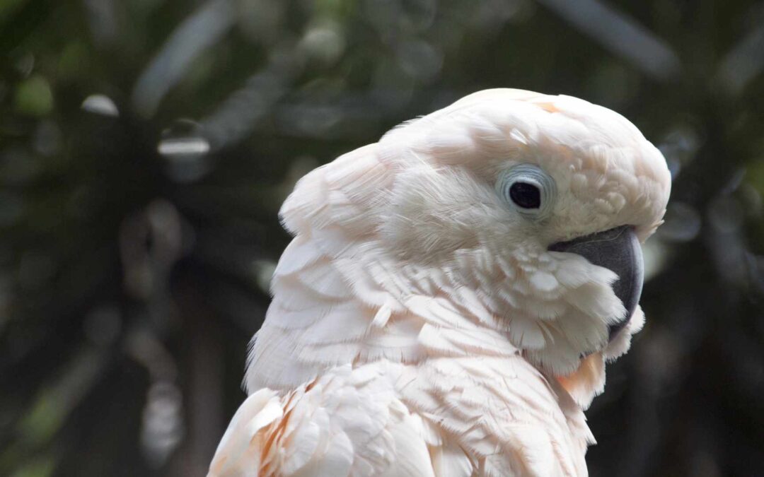 Les efforts de conservation des espèces menacées.