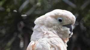 animaux en voie de disparition