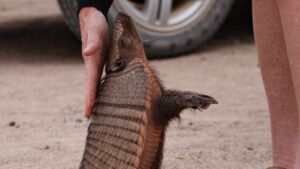 animal sauvage avec un humain