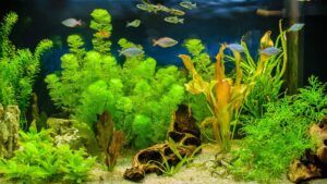 aquarium