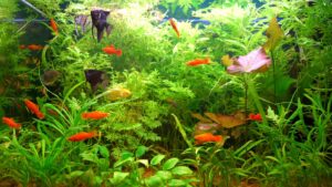 aquarium avec des poissons et plante aquatique