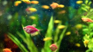 Aquarium avec des poissons