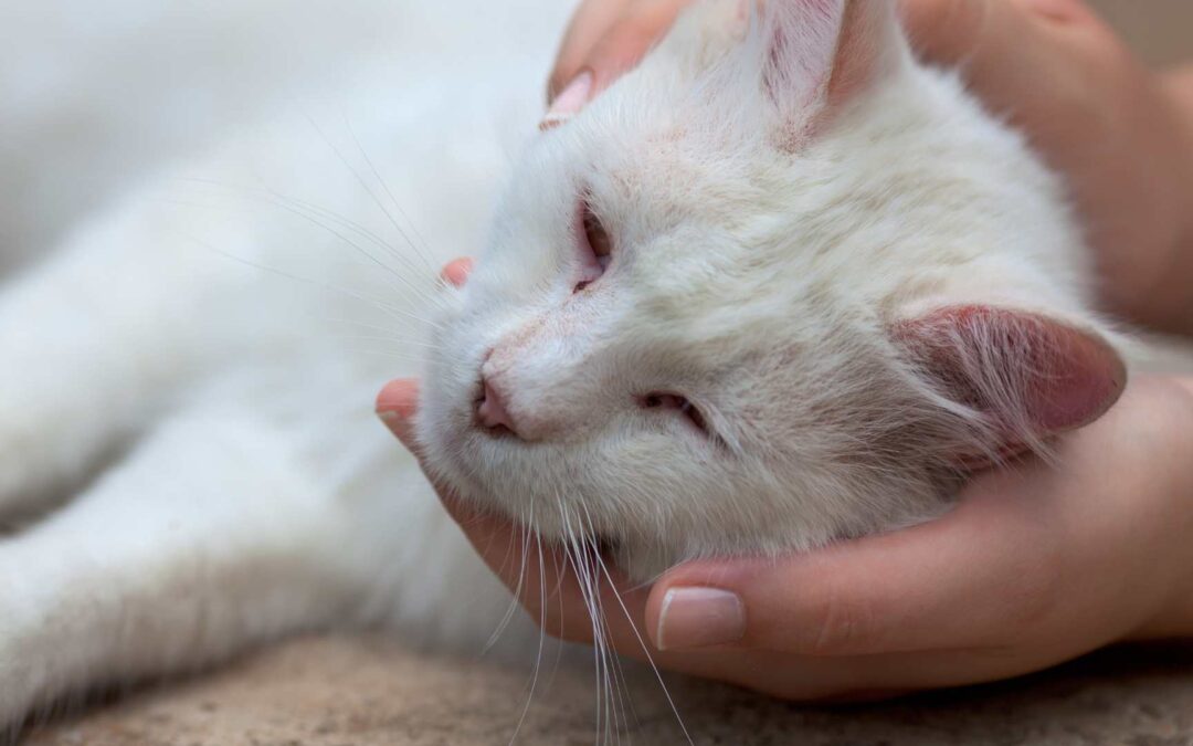 Prendre soin d’un chat âgé : conseils essentiels.