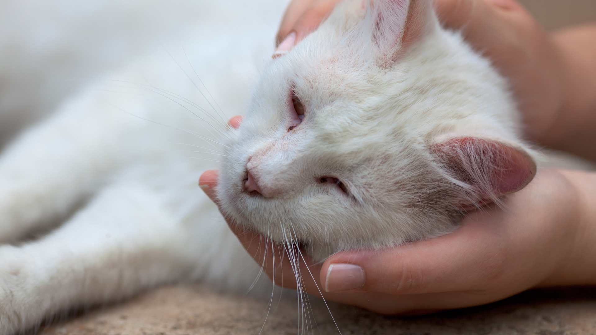 chat âgée allongé