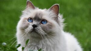 chat dans un jardin