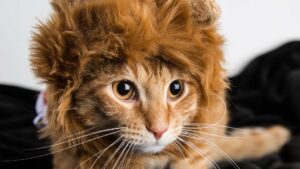chat déguisé en lion