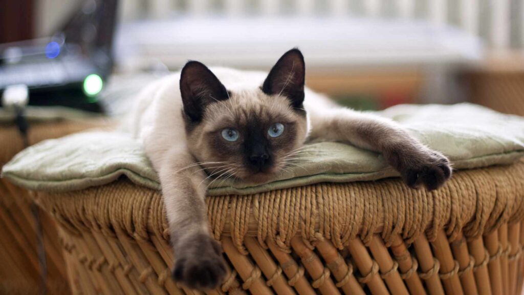 chat domestique