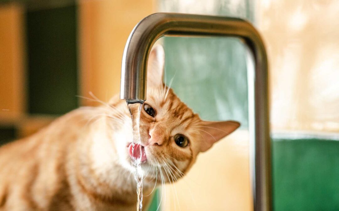 L’importance de l’hydratation pour les animaux.