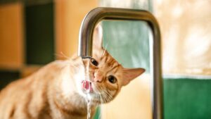 chat qui boit