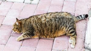 gros chat allongé par terre