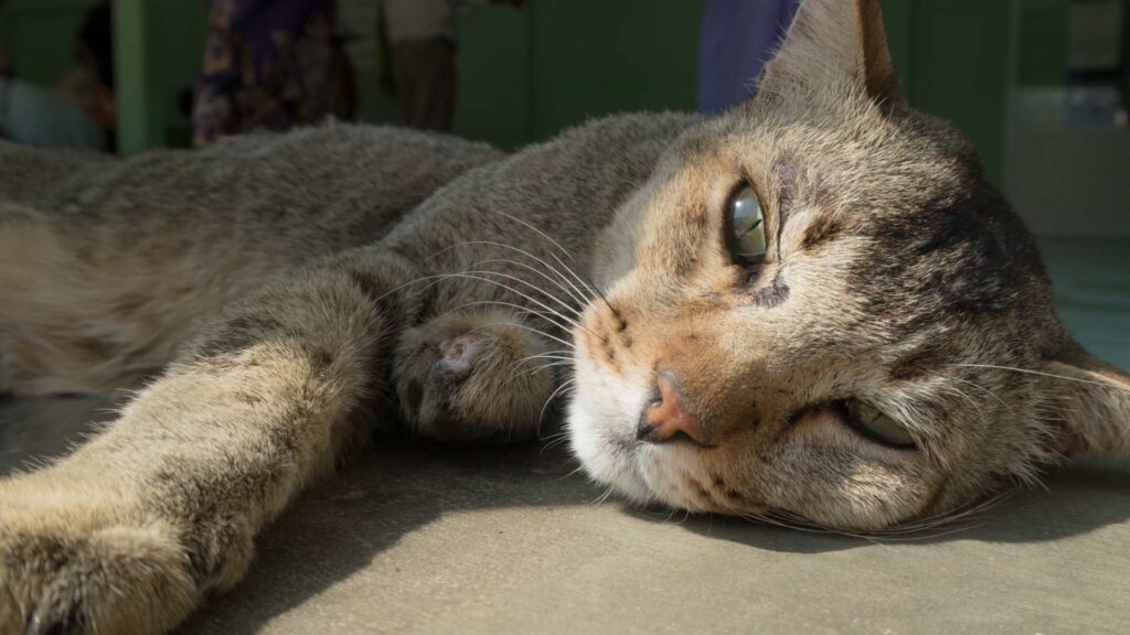 Chat allongé par terre