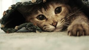 chaton