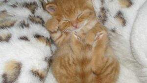 chaton