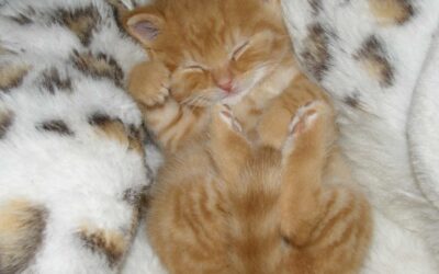 Comment socialiser un chaton.