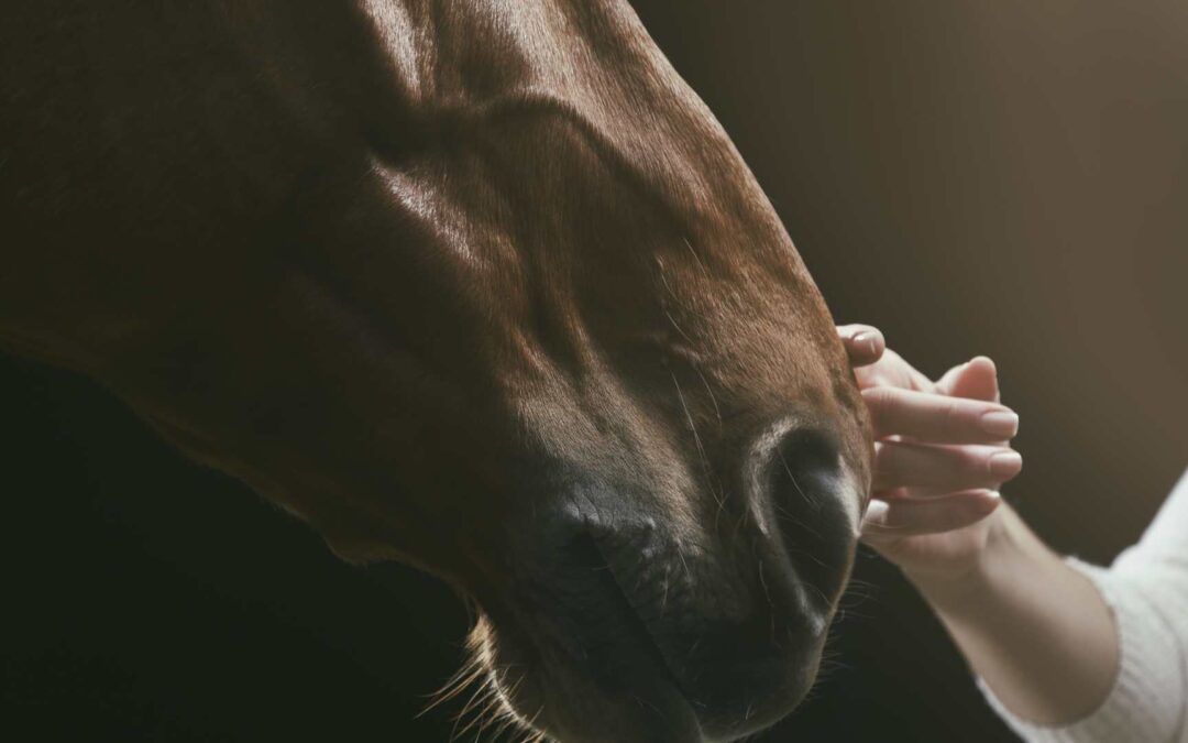 Les bases de l’éducation d’un cheval.
