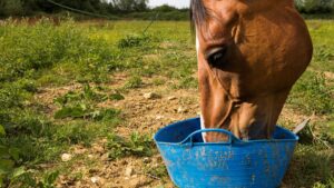 cheval qui mange