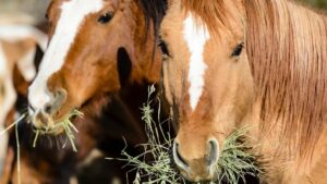 cheval qui mange