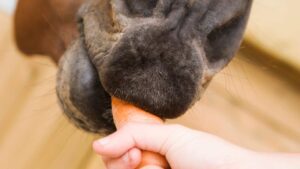 cheval qui mange