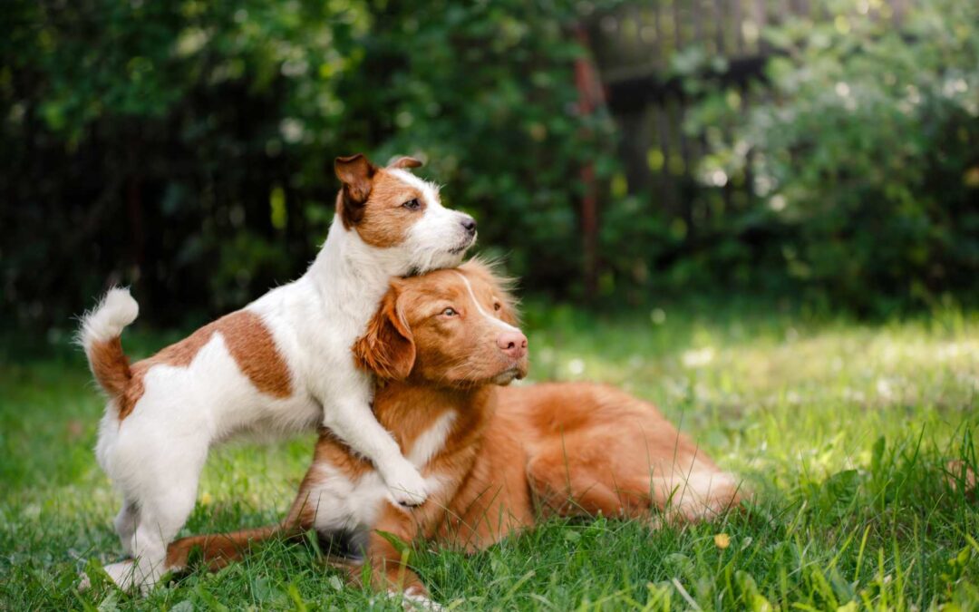 Techniques de dressage de base pour chiens.