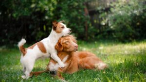 chien