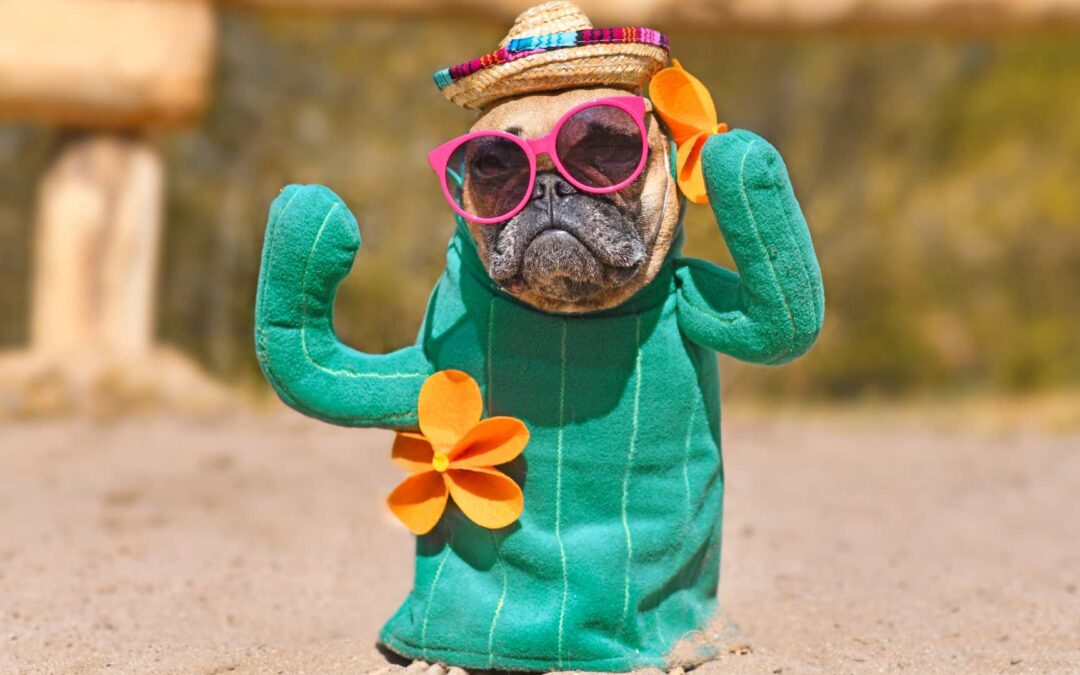 Tendances des costumes pour animaux.