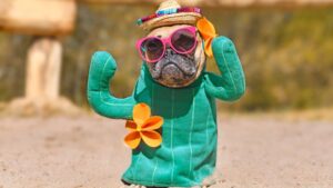 chien déguisé en cactus