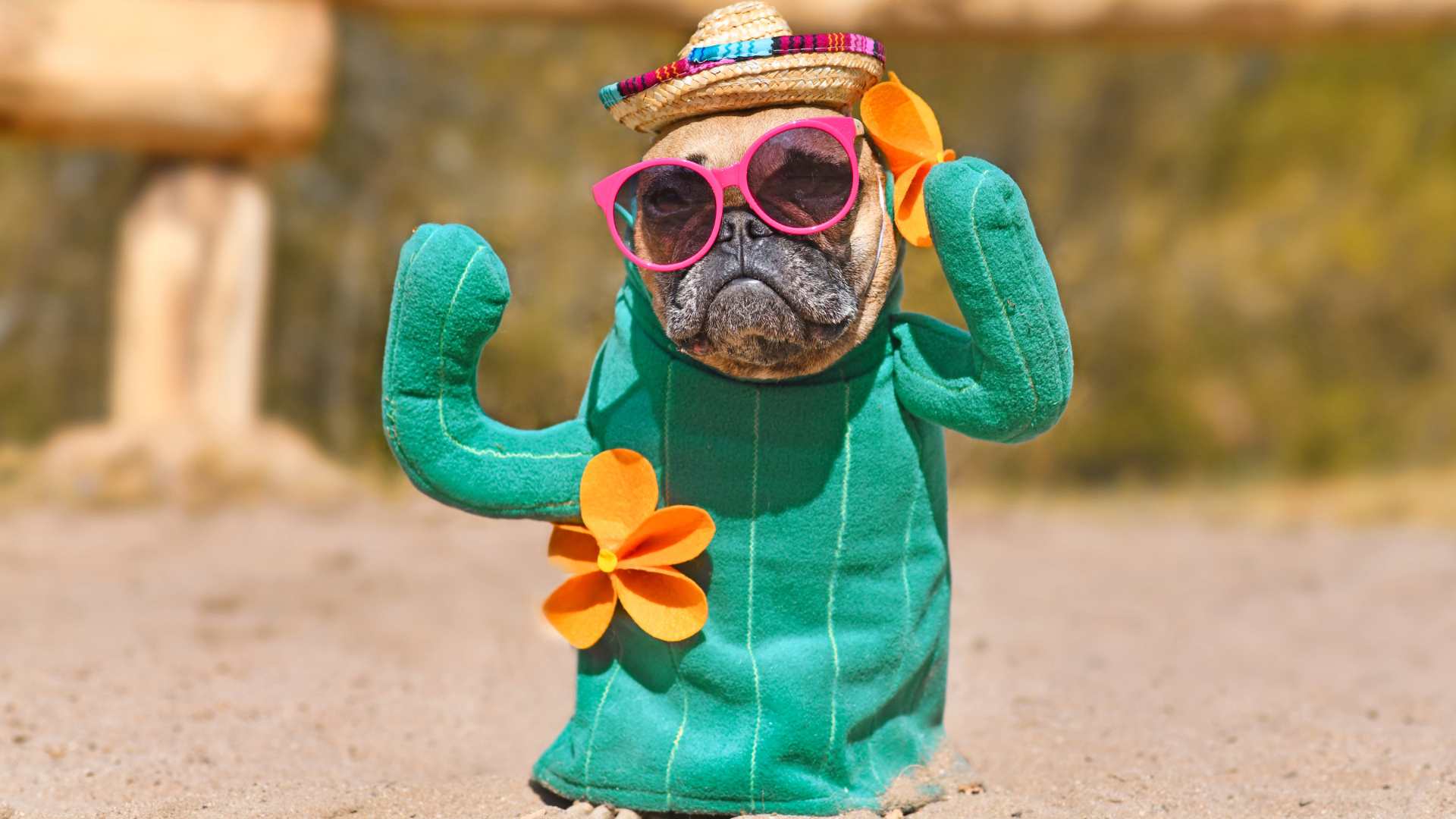 chien déguisé(1) chien déguisé en cactus