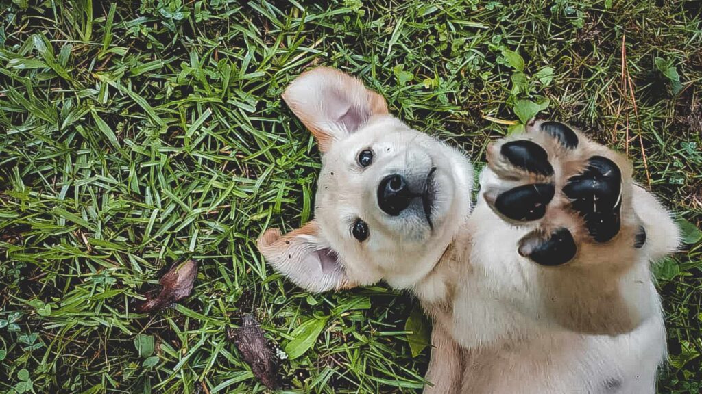 chien dans un jardin